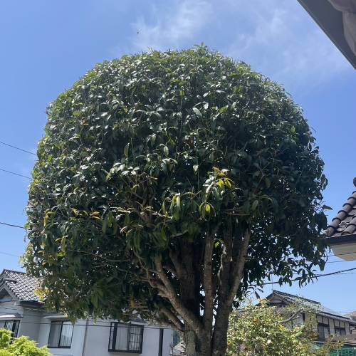 剪定after