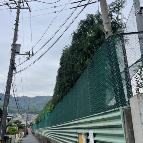 フェンスを越える高木の剪定後