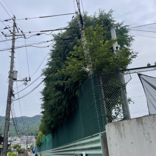 フェンスを越える高木の剪定前