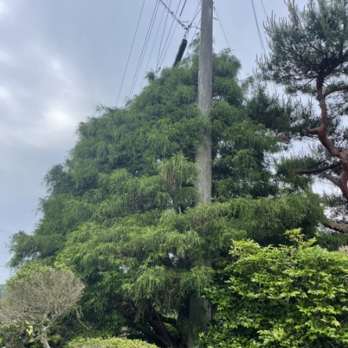 電線にかかりそうな高木