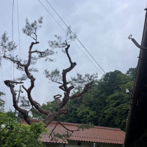 赤松剪定後
