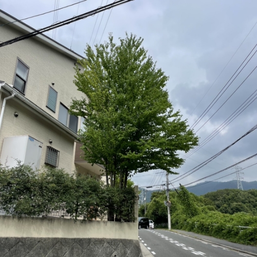 街路に面した樹木剪定前