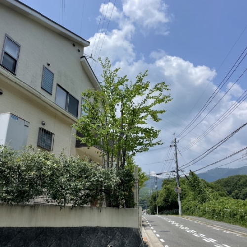 街路に面した樹木剪定後