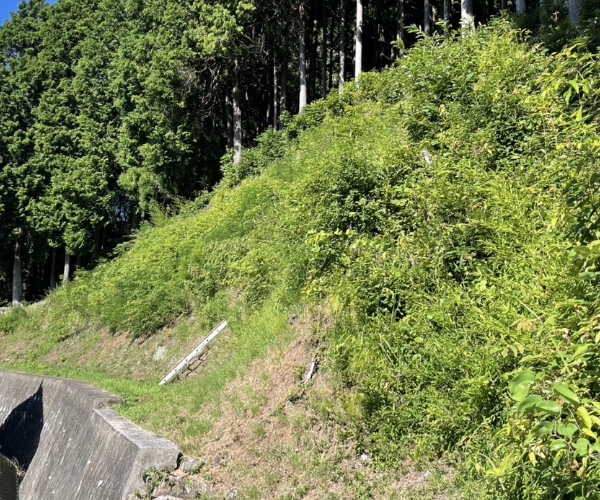 法面に生い茂った雑草