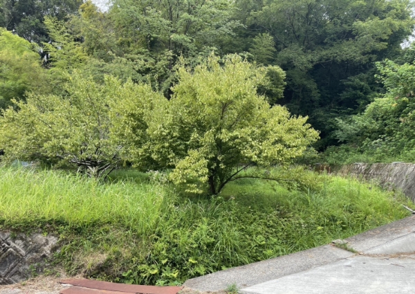 草刈前の生い茂った状態
