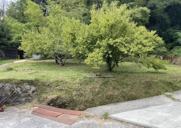 草刈後のすっきりとした状態