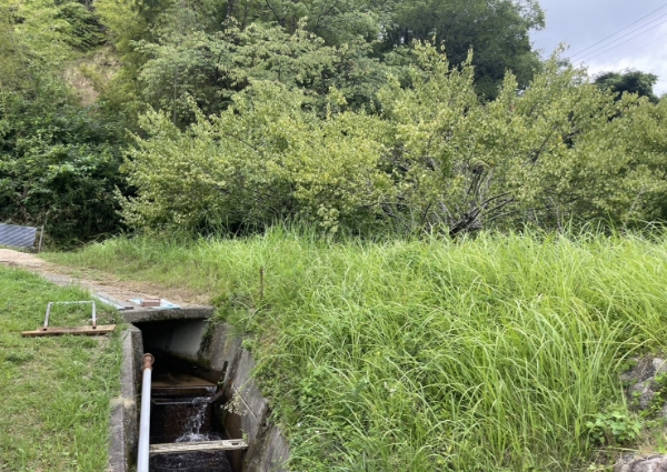 草刈前の生い茂った状態