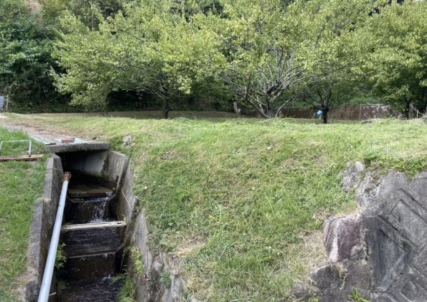 草刈後のすっきりとした状態