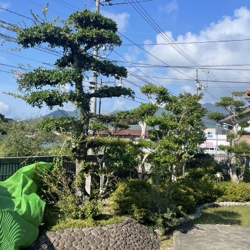 個人宅の庭のお手入れ前