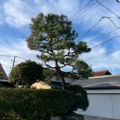 松と生垣の剪定前