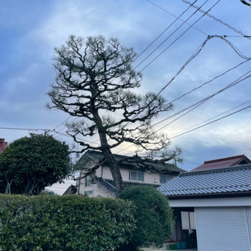 松と生垣の剪定後