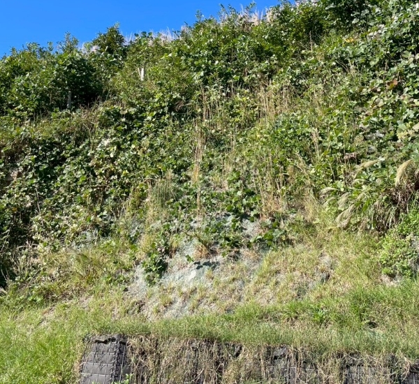 急傾斜な法面の草刈り前