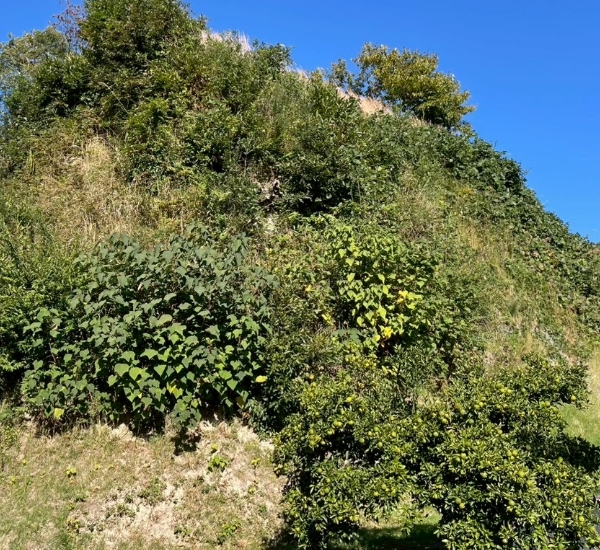 急傾斜な法面の草刈り前