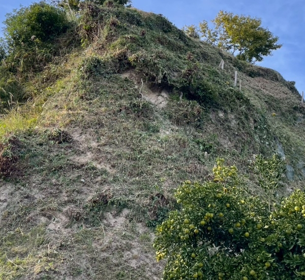 急傾斜な法面の草刈り後