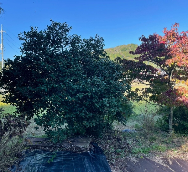 生い茂った木の手入れ前