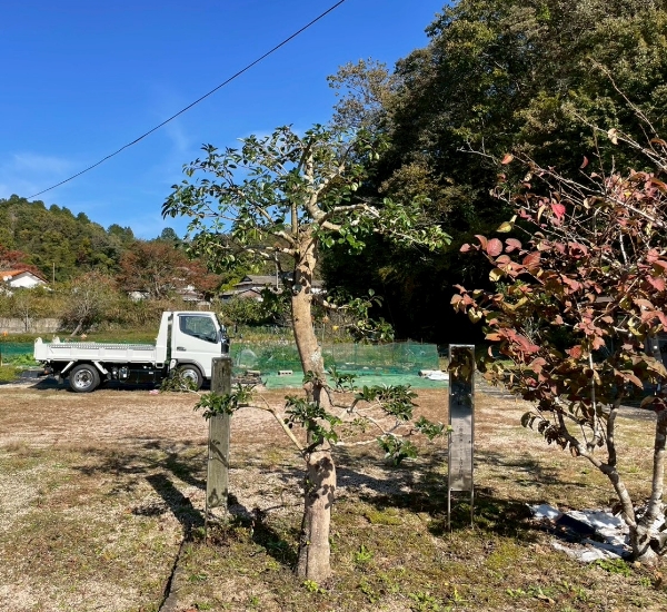 生い茂っていた木の手入れ後