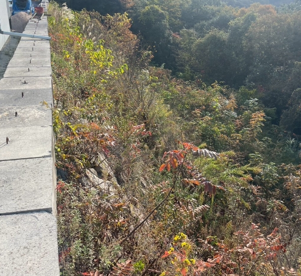 急傾斜の草刈りと剪定作業前