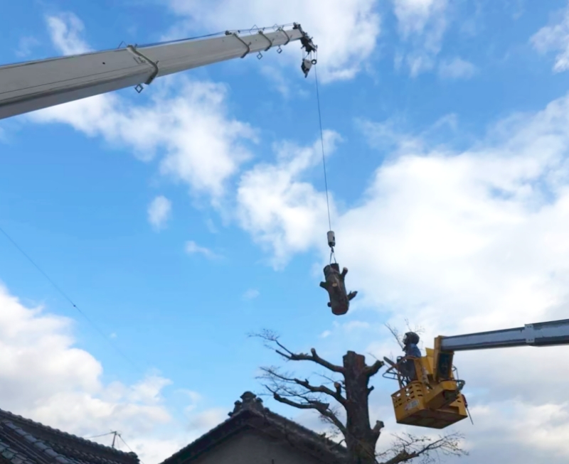 高木の伐採作業風景