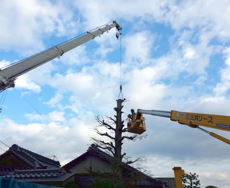 高木の伐採作業風景