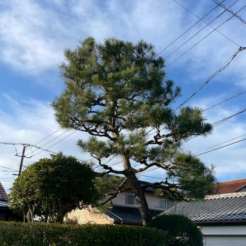 高い松の木の剪定前
