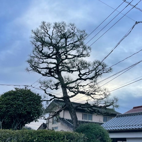 高い松の木の剪定後