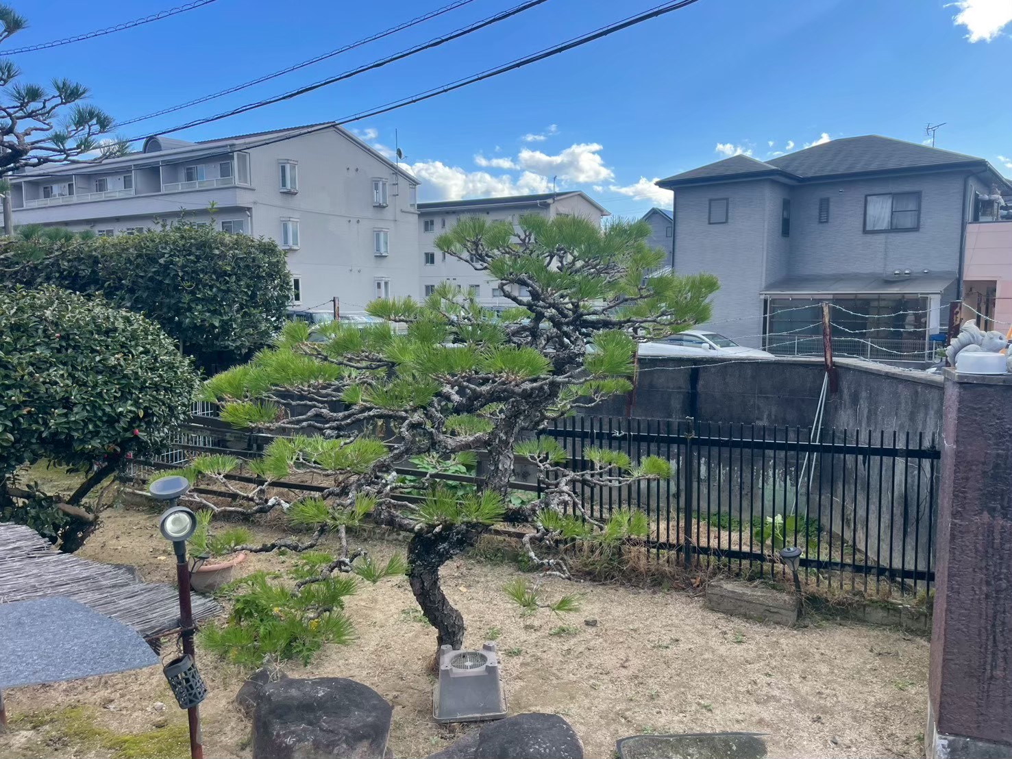 松の剪定後
