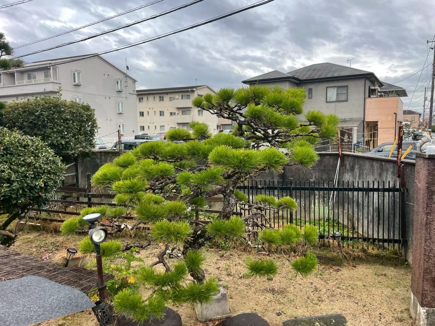 松の剪定前