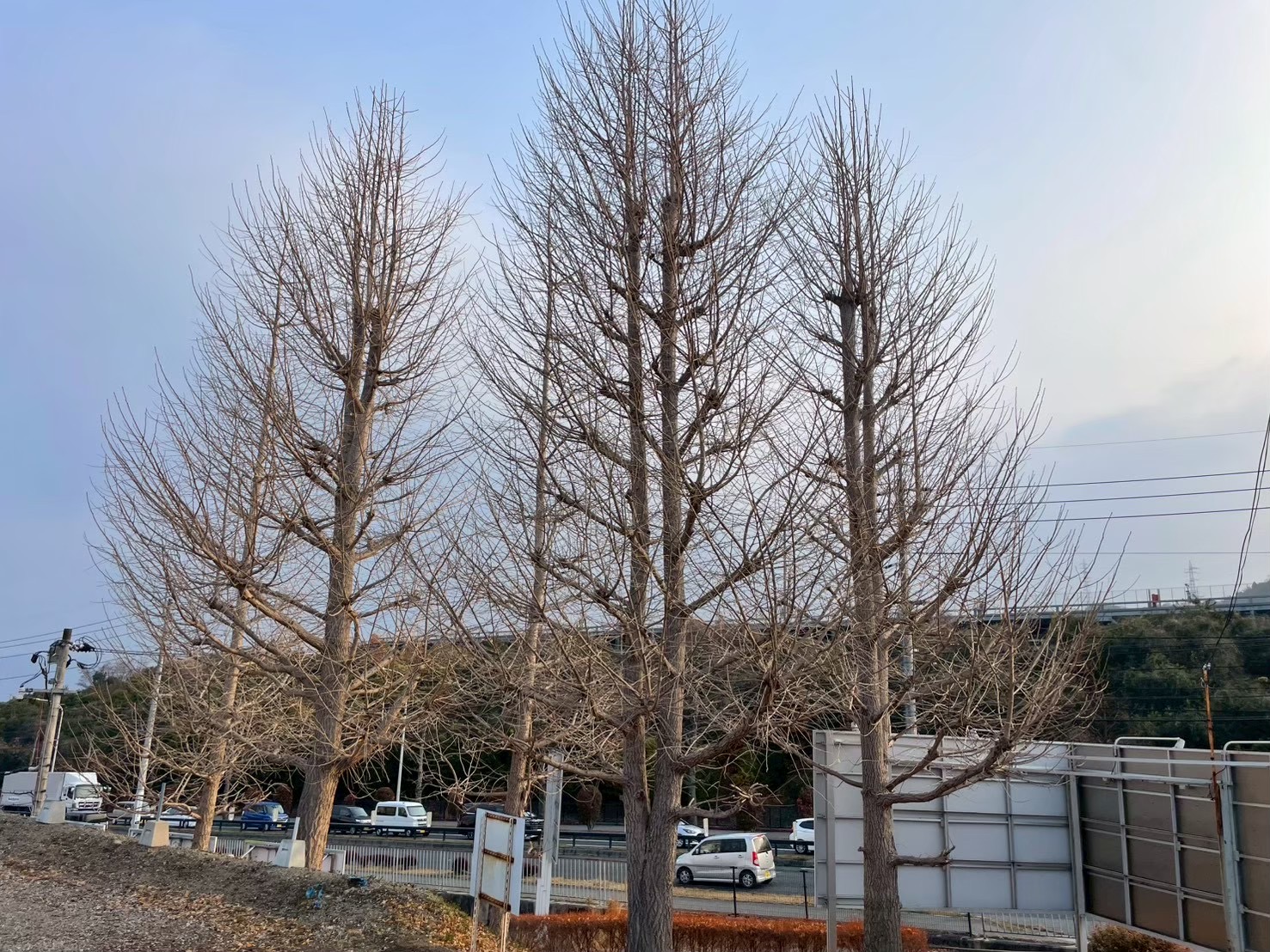 高木5本、伐採前
