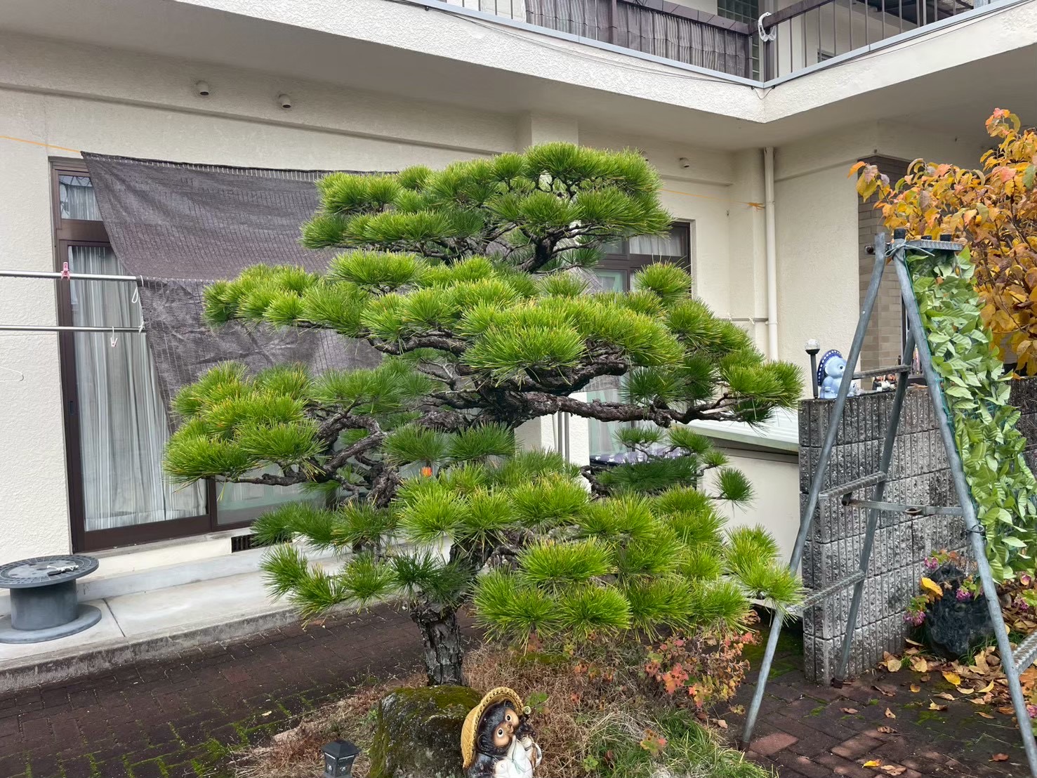 松の木の剪定前