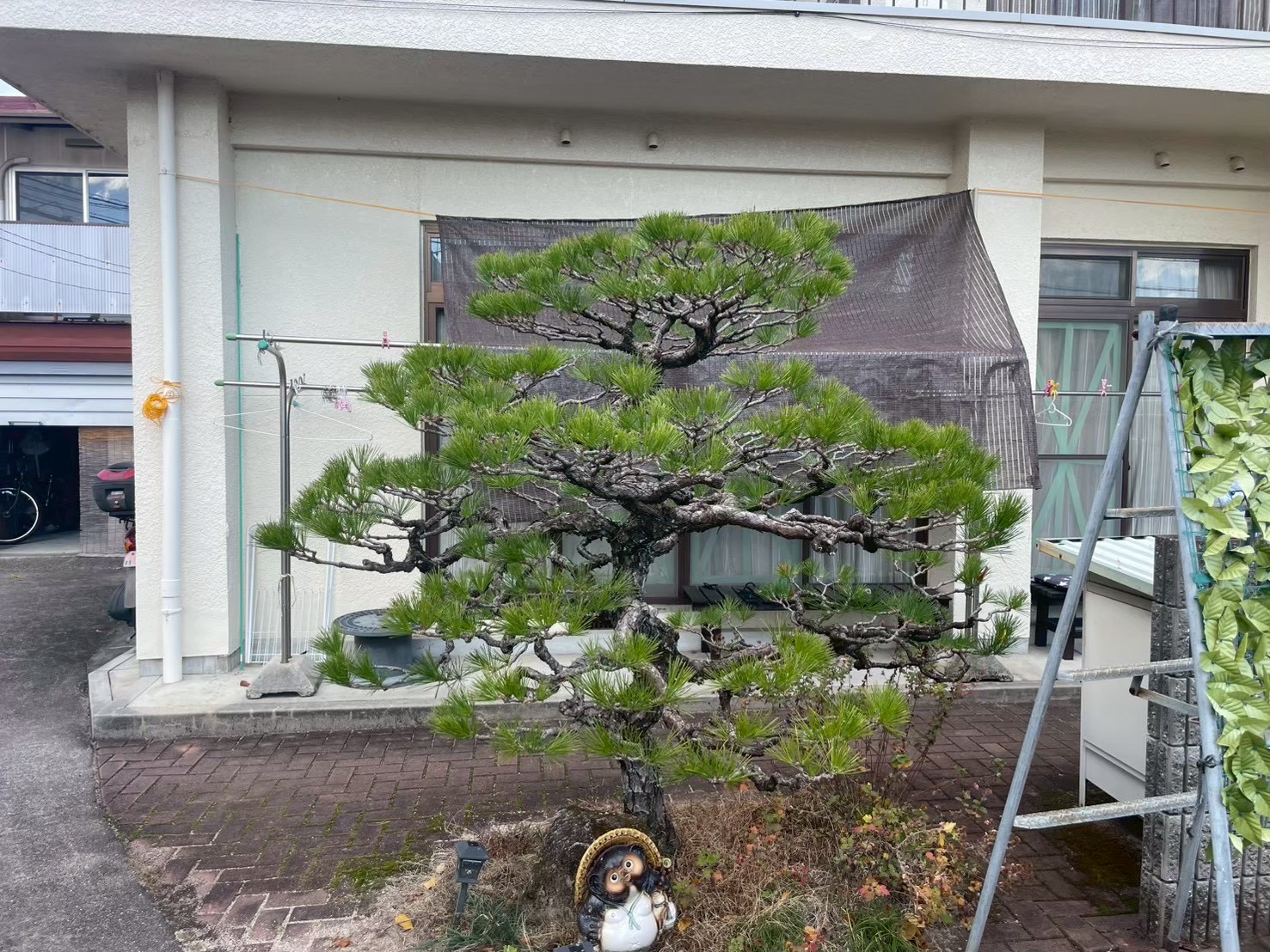 松の木の剪定後