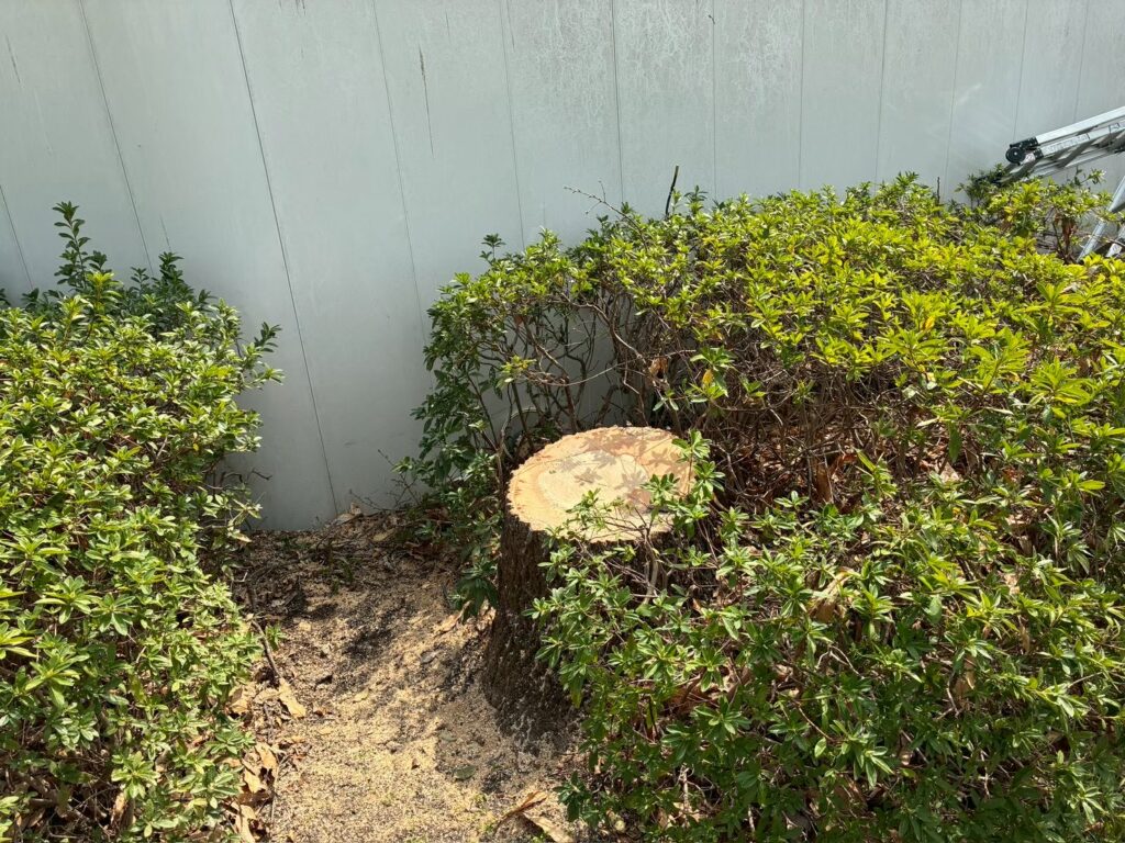 伐採後の切り株