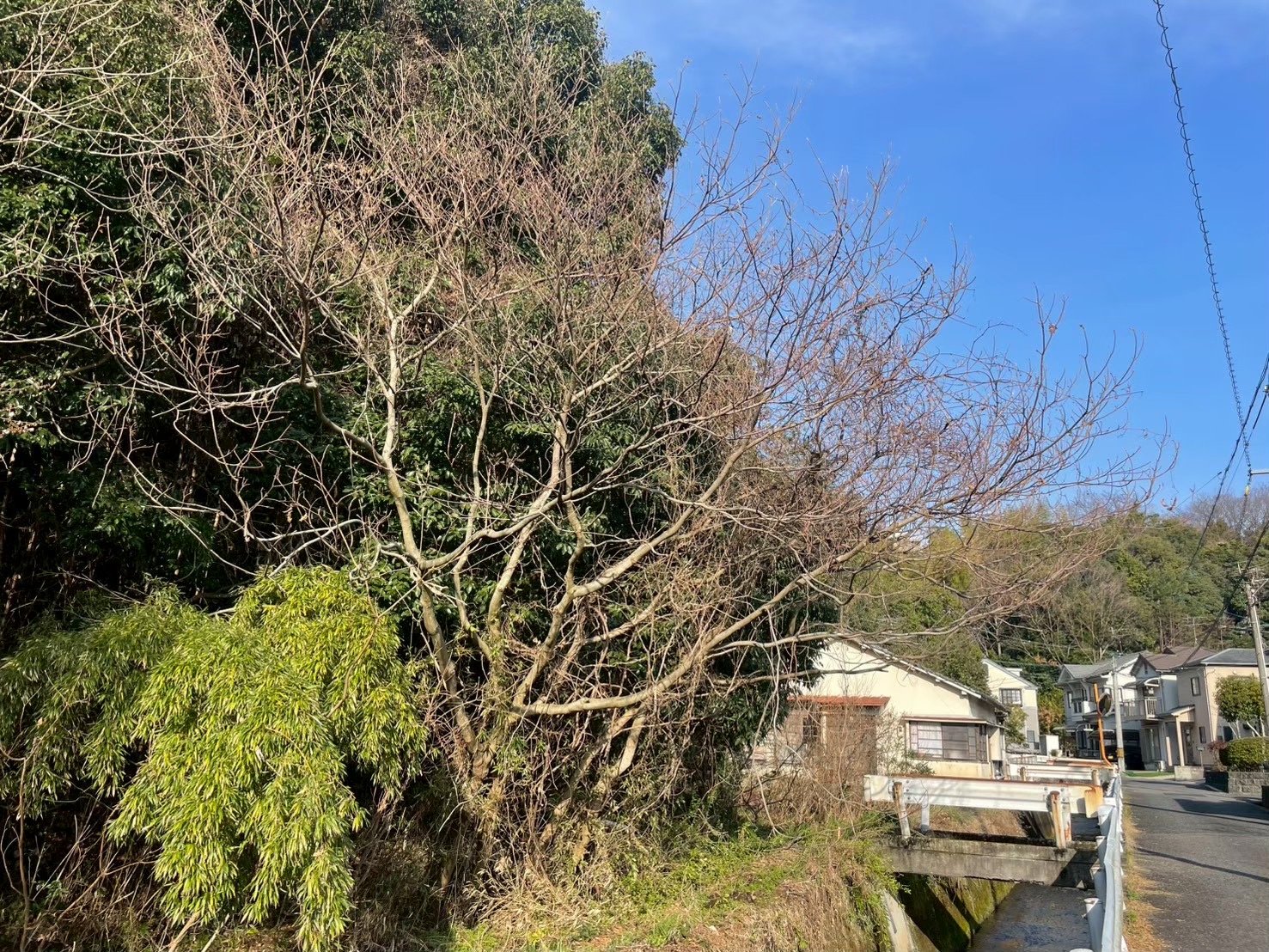 用水路脇に生い茂った支障木の伐採前