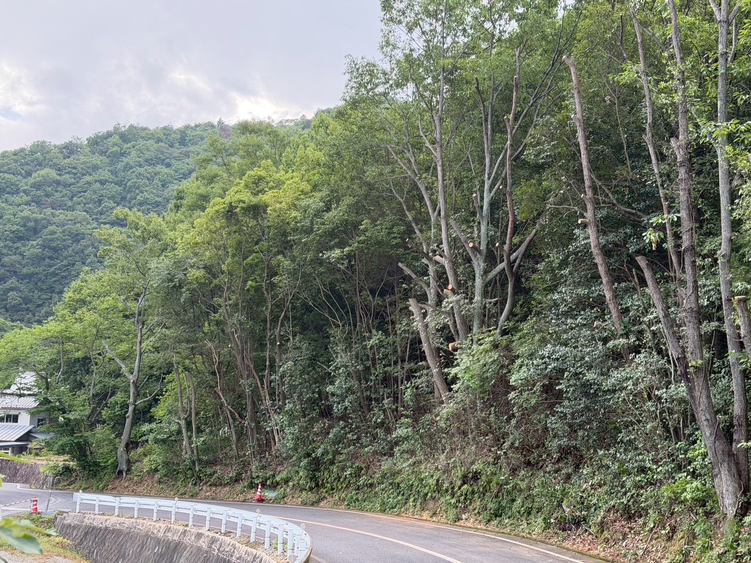 道路脇にせり出した樹木の伐採後