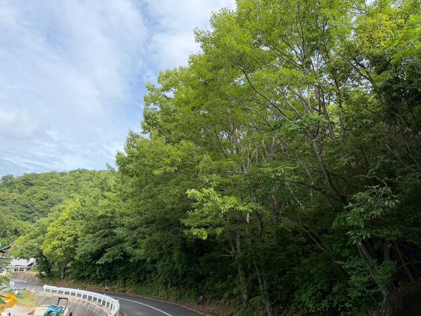 道路脇にせり出した樹木