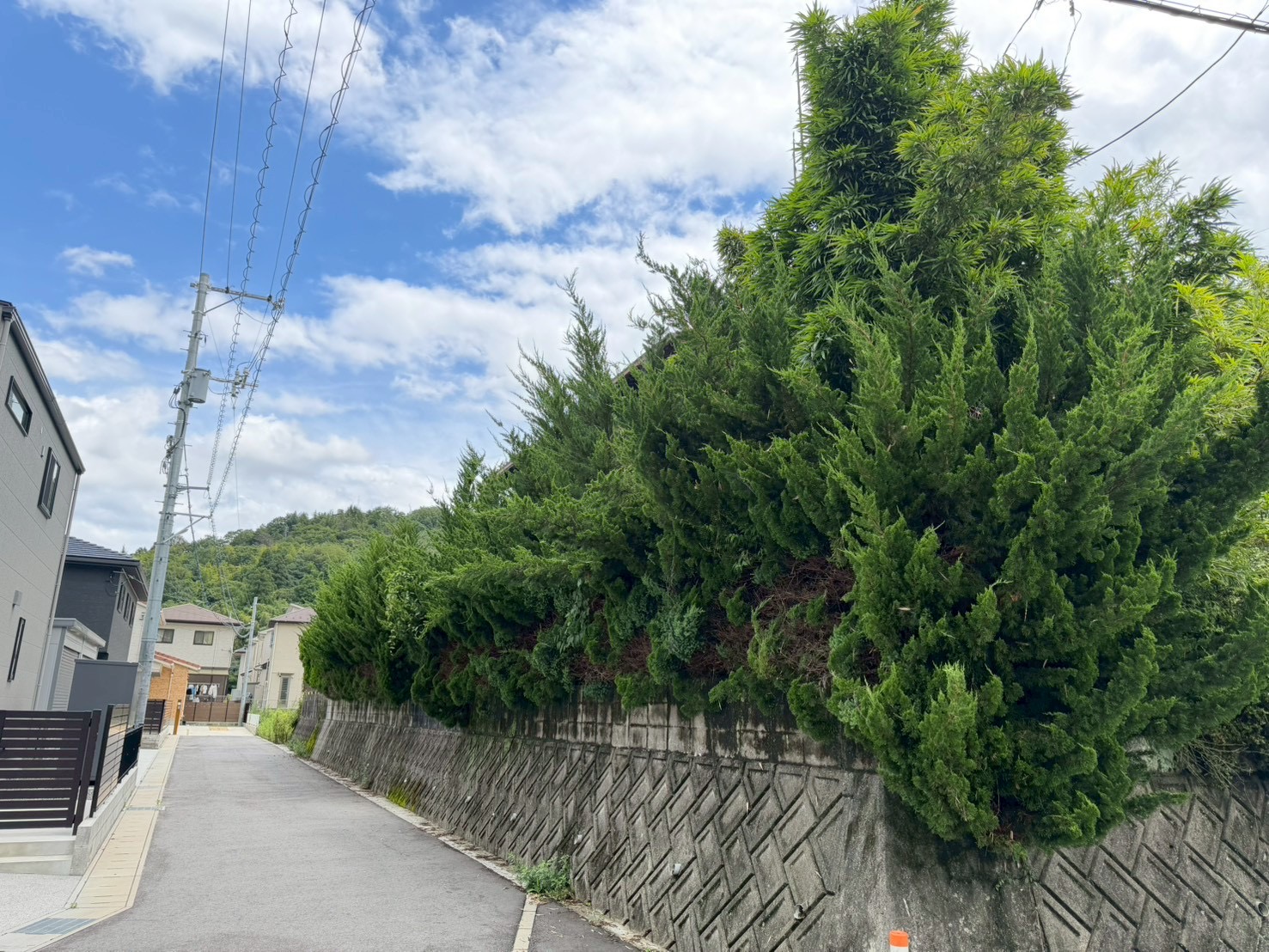 庭木の剪定前