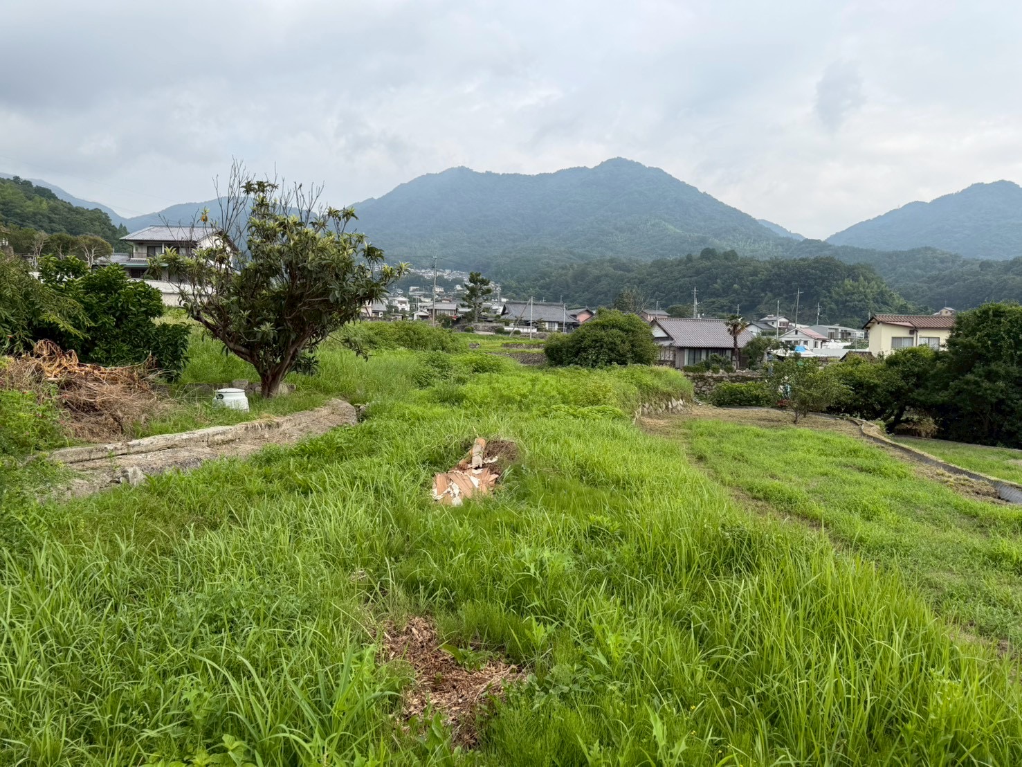空き地の草刈り前