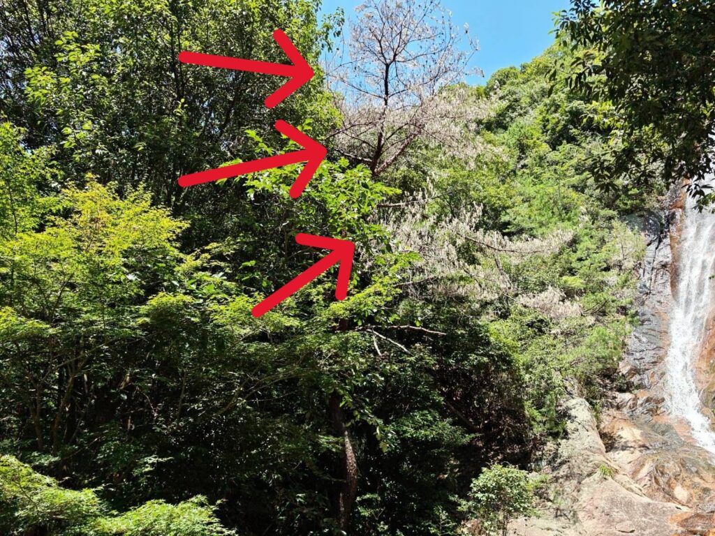 枯れ木の伐採前