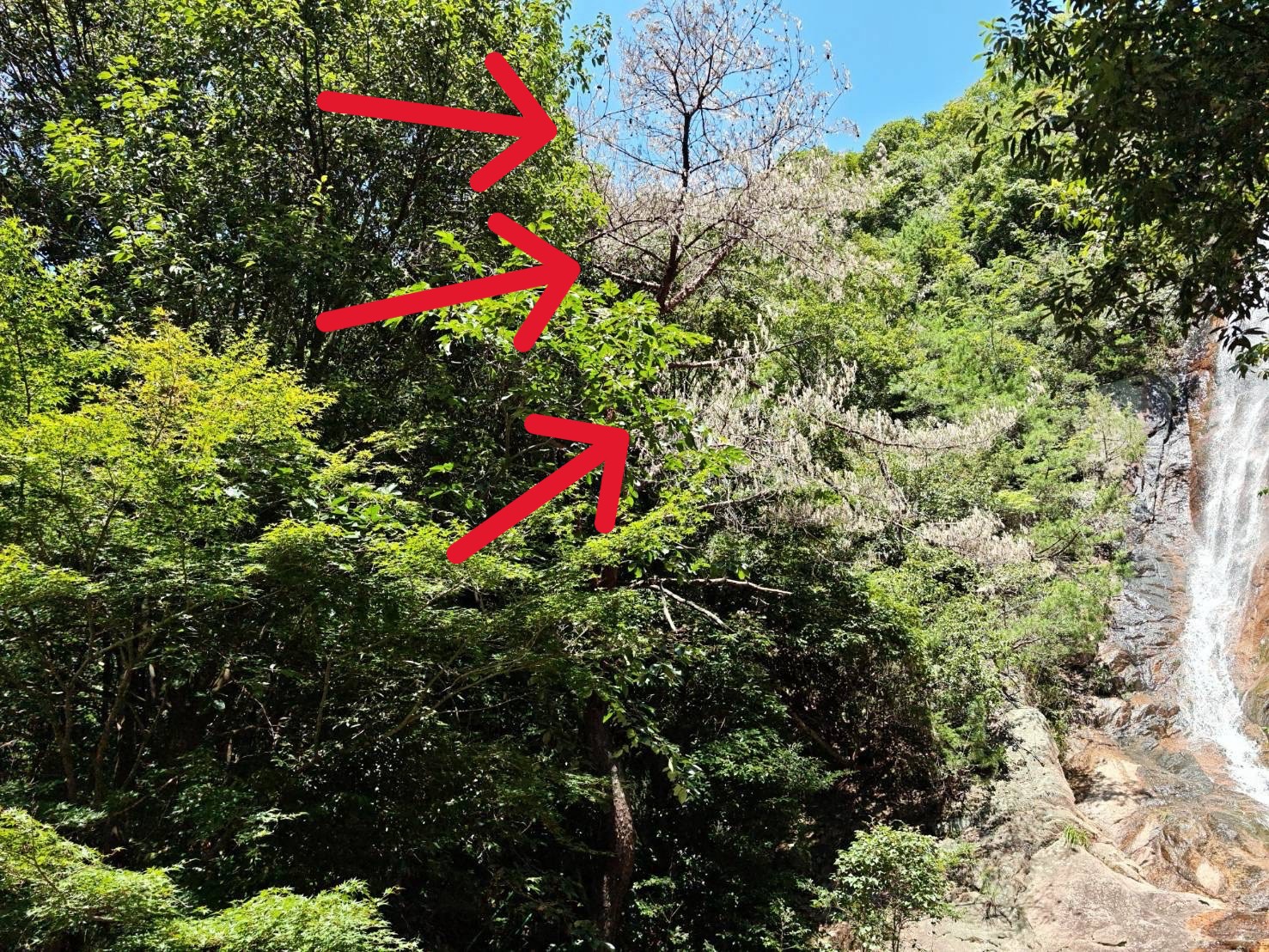 枯れ木の伐採前