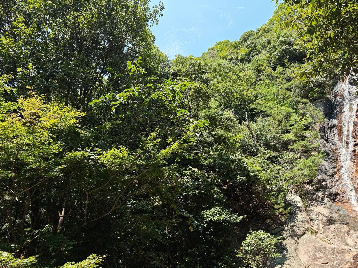 枯れ木の伐採後