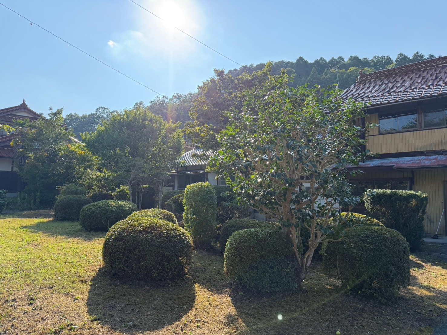 枝葉を整えてスッキリした庭木