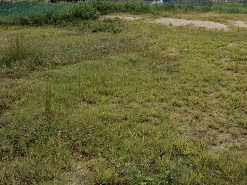 園庭の草刈り前