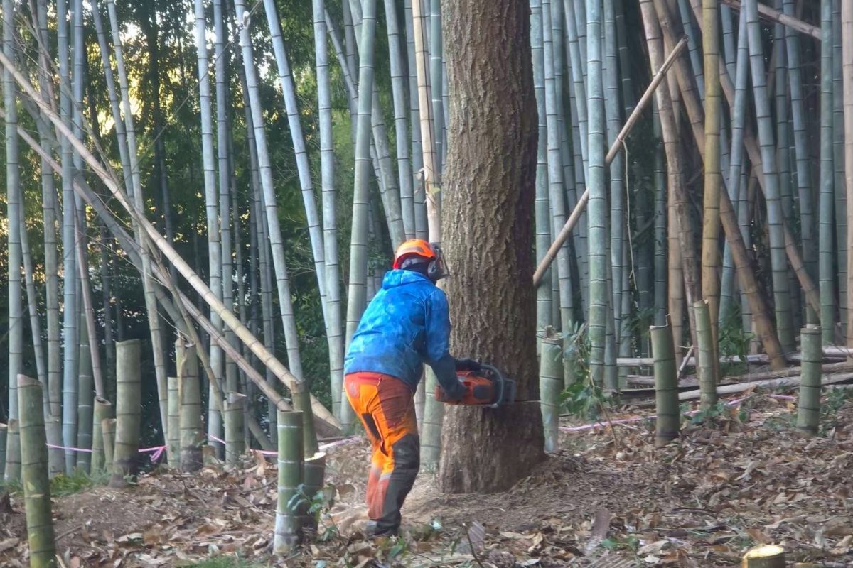 伐採作業中
